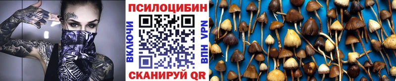 Купить где  Шилка  Галлюциногенные грибы Psilocybe 